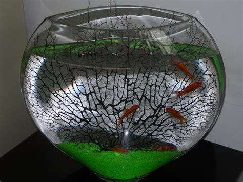 凹鏡 魚缸 魚